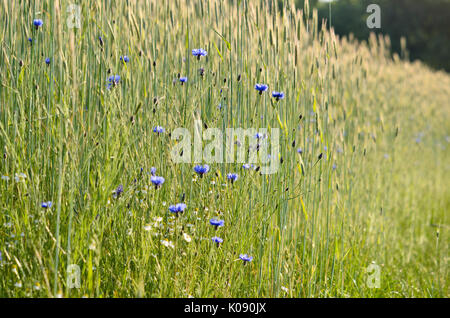 Kornblumen (Centaurea cyanus) und Gerste (hordeum) Stockfoto