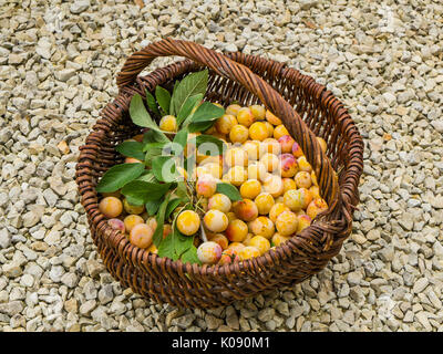 Korb mit Mirabellen (Prunus domestica), Frankreich. Stockfoto