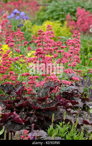 Rote Baldrian (centranthus ruber 'Coccineus') und Fugendüse alumroot (Heuchera micrantha 'Palace purple') Stockfoto