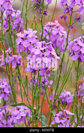 Süße Rakete (hesperis matronalis) Stockfoto