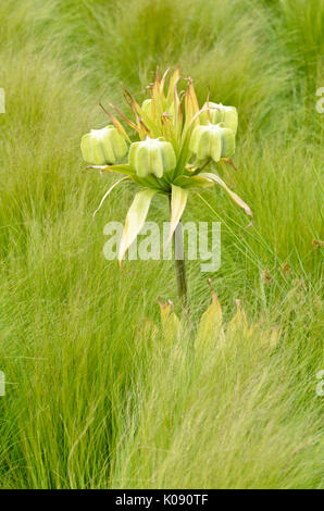 Kaiserkrone (fritillaria imperialis) Stockfoto