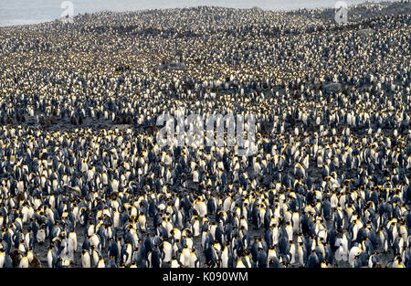 Tausende und Abertausende von Königspinguine (Aptenodytes patagonicus) sammeln in St. Andrews Bay auf South Georgia Island im sub-antarktischen Region des Atlantischen Ozean. Die Insel dient als Nährboden und ist die Heimat einer der größten Pinguin Kolonien. Die Gesamtzahl der Königspinguine in der Welt wird auf 4,5 Millionen geschätzt werden. Foto von Michele und Tom Grimm urheberrechtlich geschützt. Stockfoto