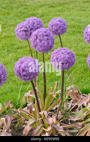 Riesige Lauch (Allium runden und Violett) Stockfoto