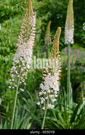 Foxtail Lily (Eremurus robustus) Stockfoto