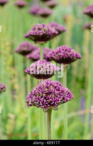 Lila blühenden Zwiebeln (Allium atropurpureum) Stockfoto