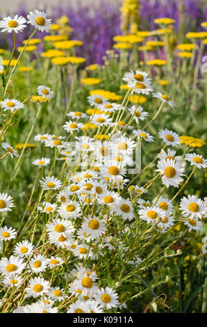 Daisy (leucanthemum) und fernleaf Schafgarbe (Achillea filipendulina) Stockfoto