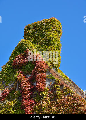 Jungfrau weinstock klettern Schornstein, Frankreich. Stockfoto