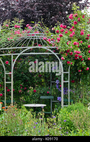 Klettern Rose (rosa Laguna) auf einem Garten Pavillon. Design: Marianne und Detlef lüdke Stockfoto