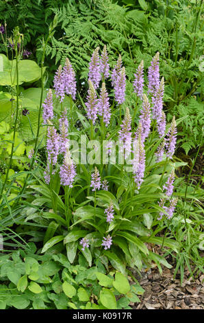 Heide getupft Orchidee (Dactylorhiza maculata) Stockfoto