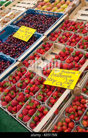 Saure Kirschen (Prunus cerasus) und Garten Erdbeerpflanzen (Fragaria x ananassa) Stockfoto