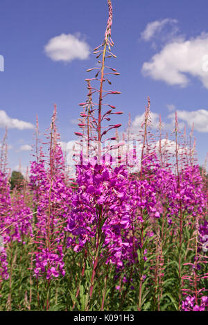 Rosebay Weidenröschen (Epilobium angustifolium) Stockfoto