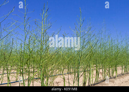 Spargel officinalis Stockfoto