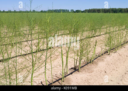 Spargel officinalis Stockfoto