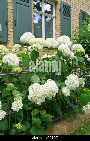 Baum Hortensie (Hydrangea arborescens 'Annabelle') Stockfoto