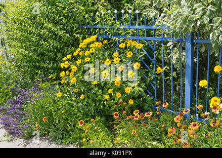 Lavendel (Lavandula angustifolia), falsche Sonnenblume (heliopsis helianthoides) und große Decke Blume (Gaillardia aristata) zu einem Blue Garden Stockfoto