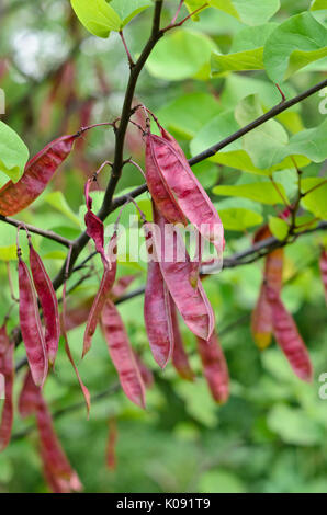 Europäische redbud (Cercis siliquastrum) Stockfoto