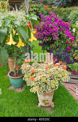 Angel's trumpet (brugmansia), Pelargonien (Pelargonium), Bougainvillea und Garten Heliotrop (Heliotropium arborescens) Stockfoto