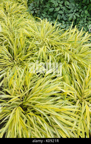 Japanische Wald Gras (hakonechloa macra 'alboaurea') Stockfoto