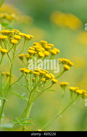 Gemeinsame Rainfarn (tanacetum vulgare) Stockfoto