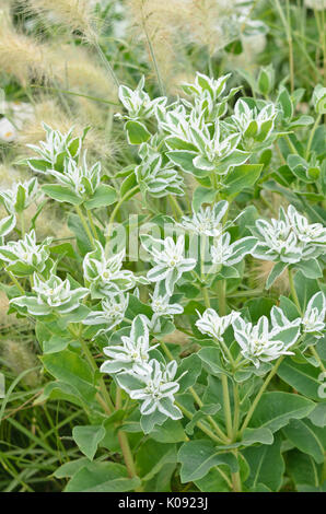 Schnee auf dem Berg (euphorbia marginata "Kilimanjaro") Stockfoto