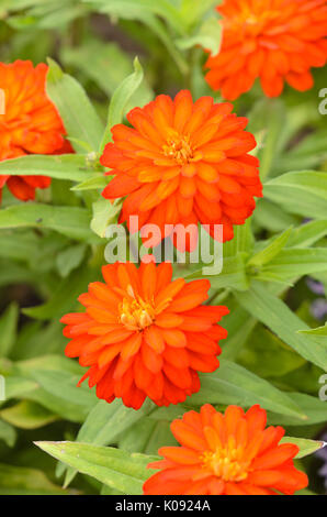 Zinnia (Zinnia marylandica 'Double Zahara de los Atunes Feuer') Stockfoto