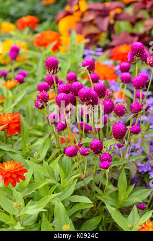 Globus Amaranth (gomphrena Nana' Purple') und Zinnia (Zinnia marylandica 'Double Zahara de los Atunes Feuer') Stockfoto