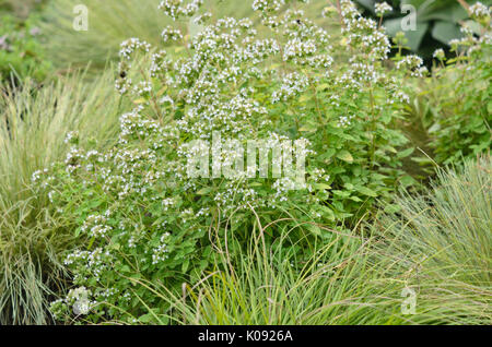 Griechischer Oregano (Origanum vulgare 'thumbles Vielfalt') Stockfoto