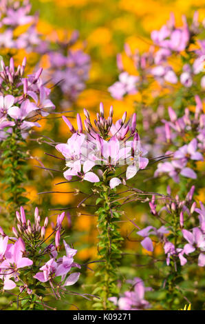 Spider Blume (tarenaya hassleriana eñorita rosalita' syn.cleome hassleriana eñorita rosalita') Stockfoto