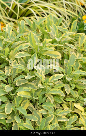 Gemeinsame Salbei (Salvia officinalis 'Icterina') Stockfoto