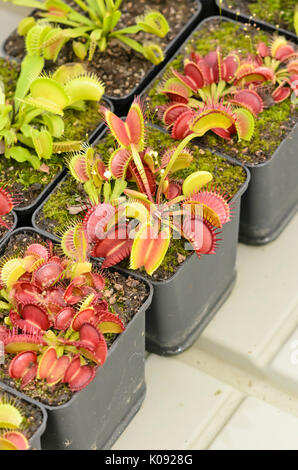 Venusfliegenfalle (Dionaea muscipula) Stockfoto