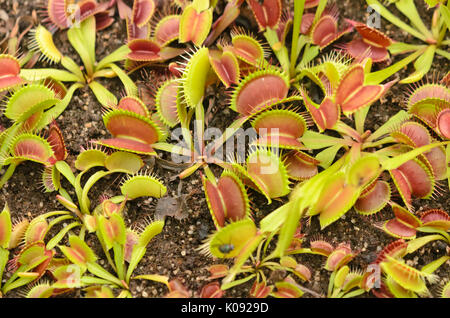 Venusfliegenfalle (Dionaea muscipula) Stockfoto