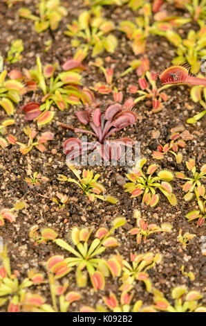 Venusfliegenfalle (Dionaea muscipula) Stockfoto