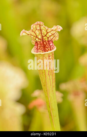 Trompete Krug (sarracenia) Stockfoto