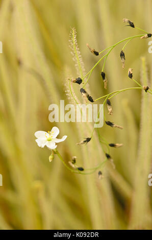 Thread-leaved Sonnentau (Drosera filiformis) Stockfoto