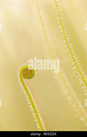 Thread-leaved Sonnentau (Drosera filiformis) Stockfoto