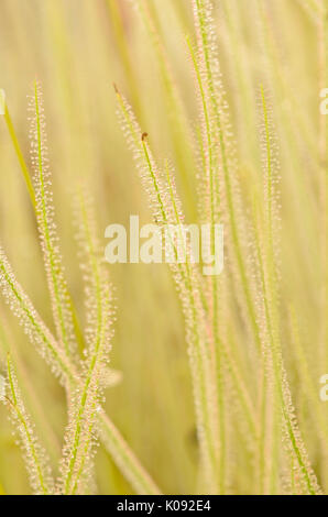 Thread-leaved Sonnentau (Drosera filiformis) Stockfoto