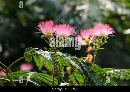 Silk Tree (albizia julibrissin) Stockfoto