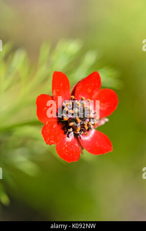 Der Herbst Fasan Auge (Adonis annua) Stockfoto