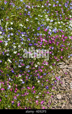 Kantenmaterial lobelia (lobelia erinus) Stockfoto