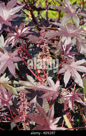 Wunderbaum (Ricinus communis 'Carmencita') Stockfoto