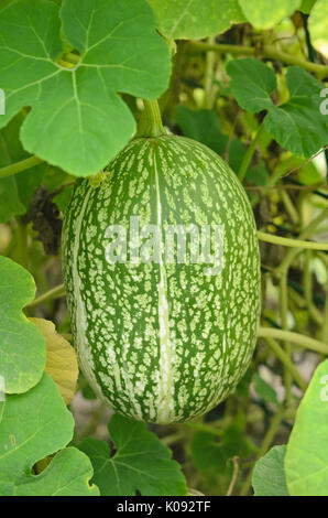 Abb.-leaved Kürbis (Cucurbita ficifolia) Stockfoto