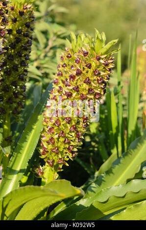 Ananas Blume (eucomis comosa) Stockfoto