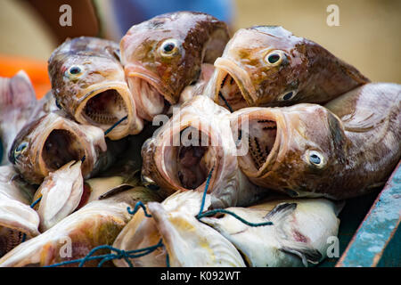 Stapel von frisch gefangenen Fisch in Puerto Lopez Ecuador am 19.August 2016 Stockfoto