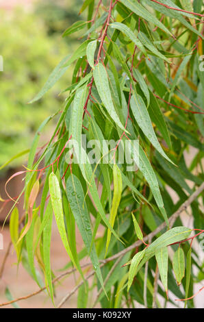 Lemon-scented Gum (corymbia Citriodora syn. Eukalyptus citriodora) Stockfoto