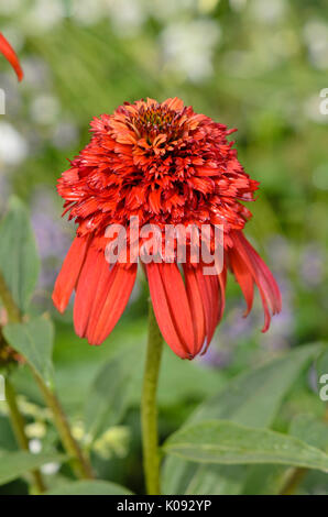 Purple cone Flower (Echinacea purpurea 'hot Papaya') Stockfoto