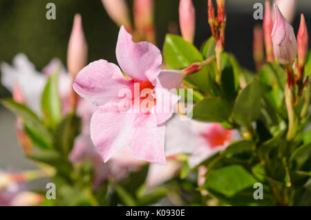 Brasilianischer Jasmin (mandevilla sanderi undaville Creme rosa "syn.Dipladenia sanderi undaville Creme rosa') Stockfoto