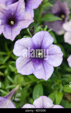 Petunie (Petunia überraschung Grape) Stockfoto