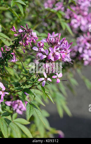 Spider Blume (tarenaya hassleriana eñorita rosalita' syn.cleome hassleriana eñorita rosalita') Stockfoto