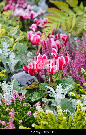 Cyclamen, silber Kreuzkraut (Senecio zinerarie) und gemeinsame Heidekraut (Calluna) Stockfoto