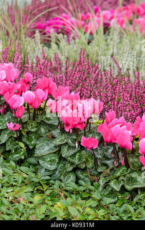 Alpenveilchen und gemeinsamen Heidekraut (Calluna) Stockfoto